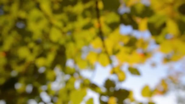 Feuilles d'automne, déconcentrées 