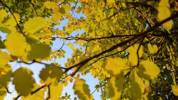 Hojas de otoño — Vídeos de Stock