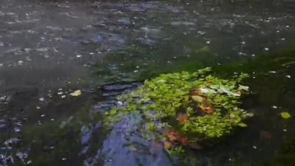 Поток воды в лесном ручье — стоковое видео