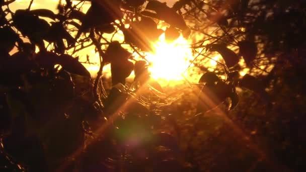 Luz solar a través de hojas otoñales — Vídeos de Stock