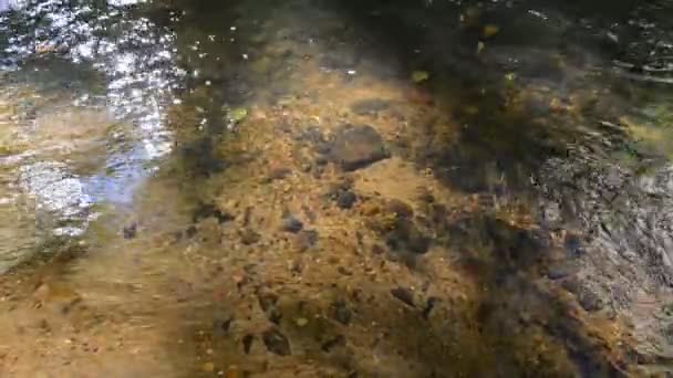 Wasserfluss in einem Waldbach — Stockvideo