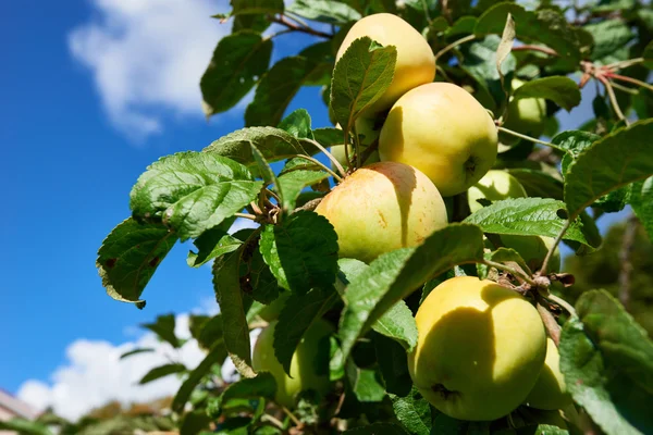 Jablka na větvi, v sadu — Stock fotografie