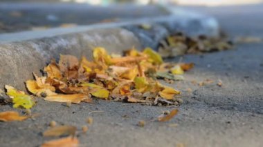 Düşen sonbahar yaprakları