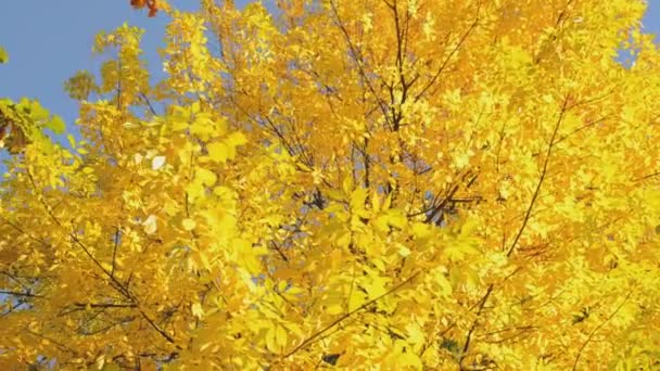 Feuilles d'automne — Video