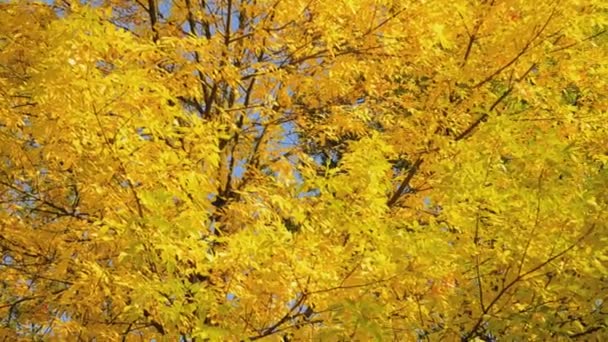 Осенние листья — стоковое видео