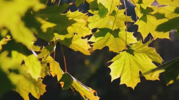 美しい黄色の葉 — ストック動画