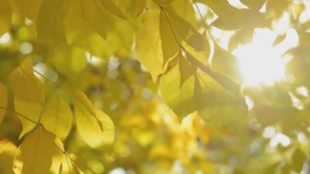 美丽的秋天叶子 — 图库视频影像
