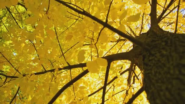 Follaje dorado de otoño — Vídeo de stock