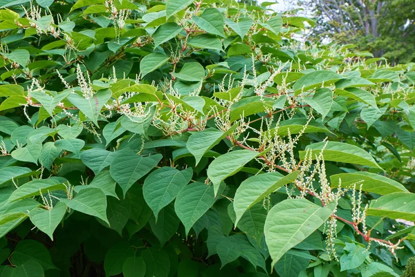 Blommande Sakhalin Knotweed — Stockfoto