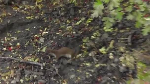 Caza de Stoat para comida — Vídeos de Stock