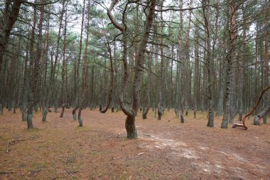 Orman dans. Kaliningrad bölgesi