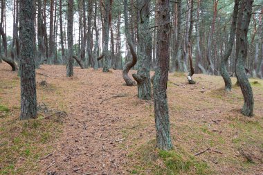 Orman dans. Kaliningrad bölgesi