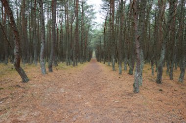 Orman dans. Kaliningrad bölgesi