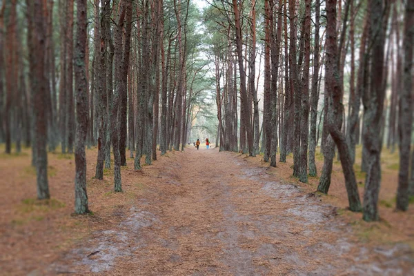 Tančící lesa. Kaliningradská oblast — Stock fotografie