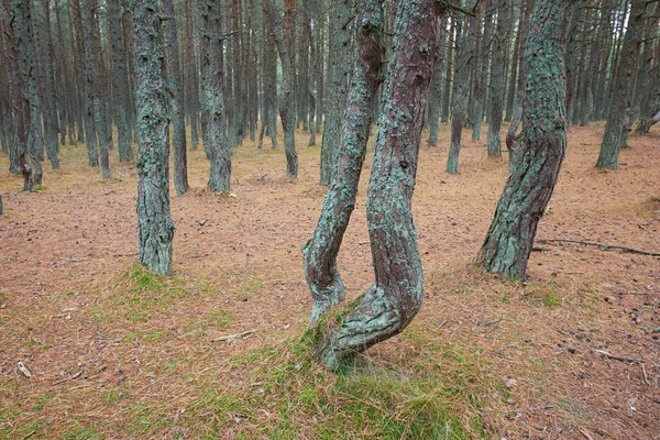 Dancing forest. Kaliningrad region — Stock Photo, Image