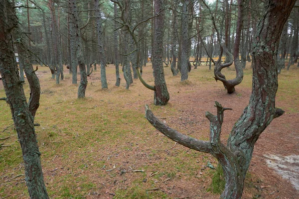 Dancing forest. Kaliningrad region — Stock Photo, Image