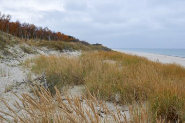 Sonbaharda tükürmek Curonian