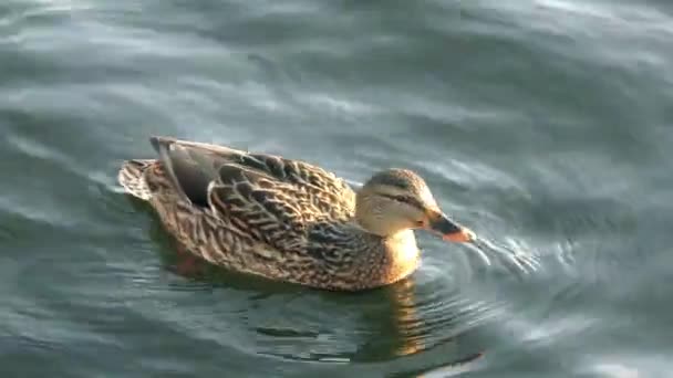 Pato flotando en el agua — Vídeo de stock