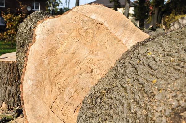 Stump of freshly cut tree — Stock Photo, Image