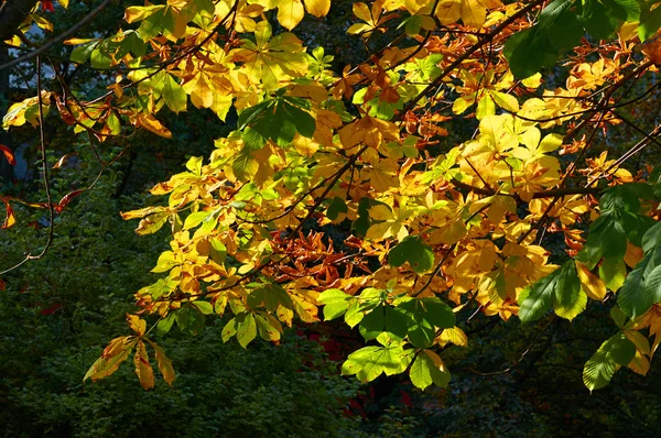 Kleurrijke herfstbladeren — Stockfoto