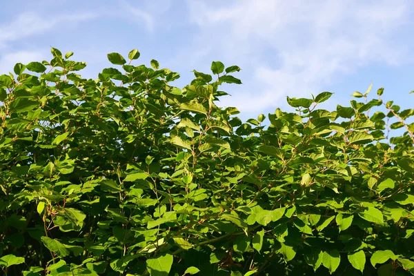 Sakhalin Knotweed o Fallopia sachalinensis — Foto Stock