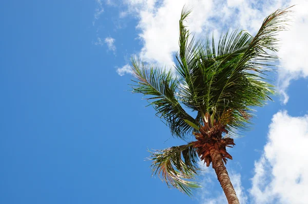 Green palm tree on blue sky — Stock Photo, Image