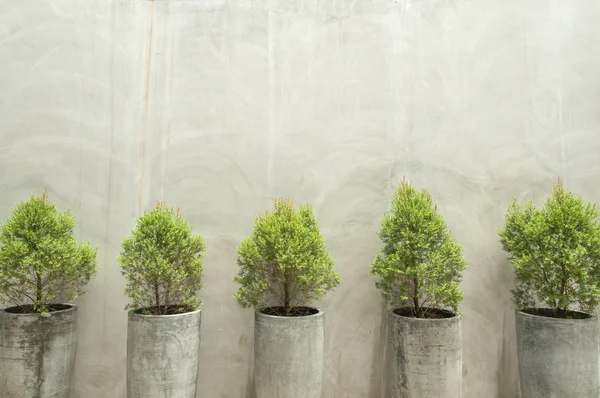 Зеленые растения в бетонных горшках на бетонной стене — стоковое фото