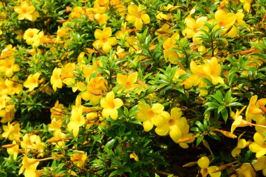 sarı çiçek arka plan