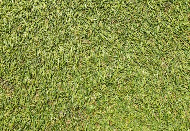 Doku, suni çim alanın