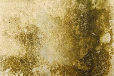 Doku ve moss ile beton duvar