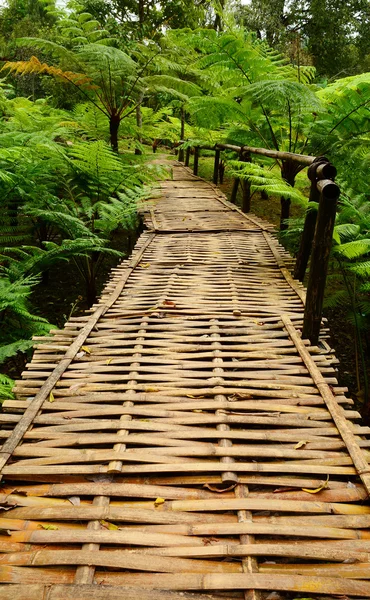 Бамбуковый мост с папоротниками — стоковое фото