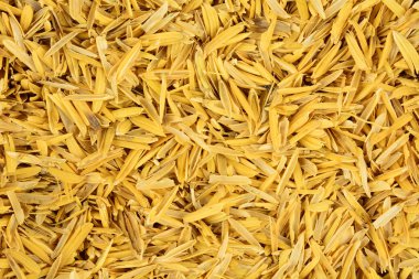 Sarı paddy Yasemin pirinç