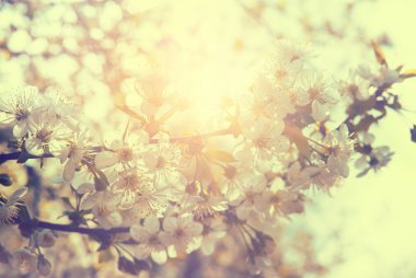 Bahar çiçeği ağaç çiçekler güneş ışığı altında