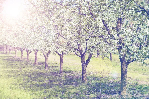 Jarní květy stromů v slunečním světle — Stock fotografie