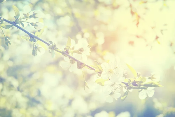 봄 햇빛에 꽃 나무 꽃 — 스톡 사진