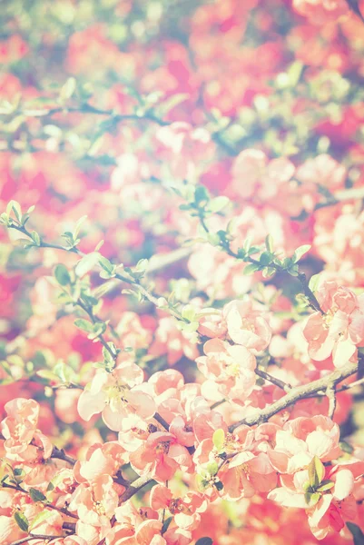 Tavaszi virágok, a napfény — Stock Fotó