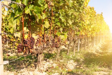 Noble rot şarap üzüm, botrytised üzüm