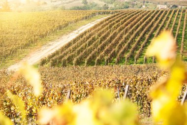 Noble rot şarap üzüm, botrytised üzüm