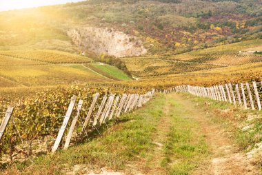 Noble rot şarap üzüm, botrytised üzüm