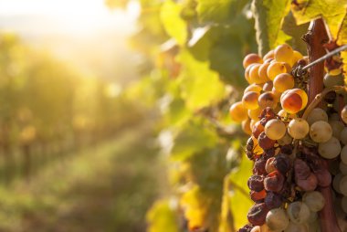 Noble rot şarap üzüm, botrytised üzüm