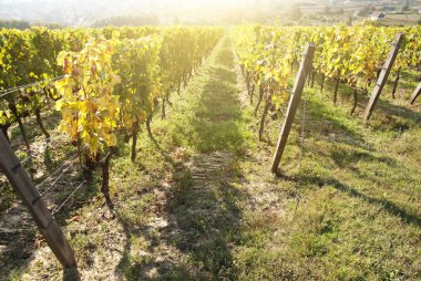Noble rot şarap üzüm, botrytised üzüm