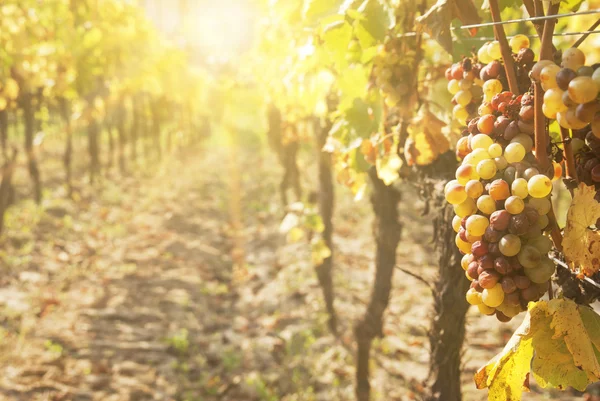 Podridão nobre de uma uva de vinho, uvas botrytised — Fotografia de Stock