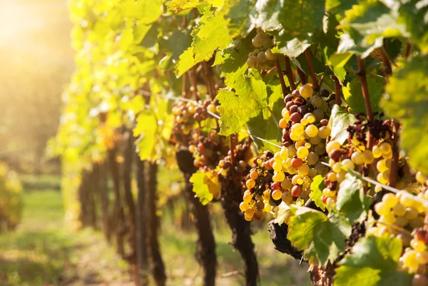 Podridão nobre de uma uva de vinho, uvas botrytised — Fotografia de Stock