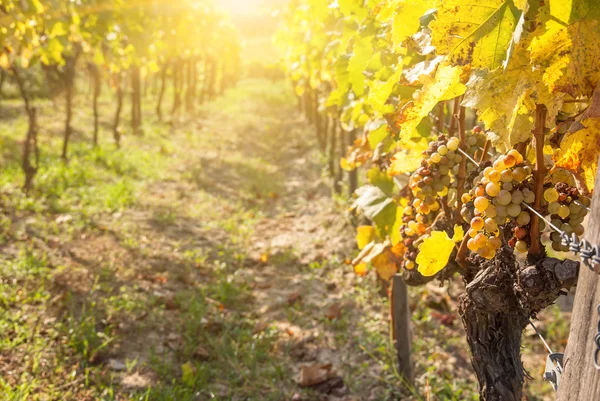 Noble rot of a wine grape, botrytised grapes — Stock Photo, Image