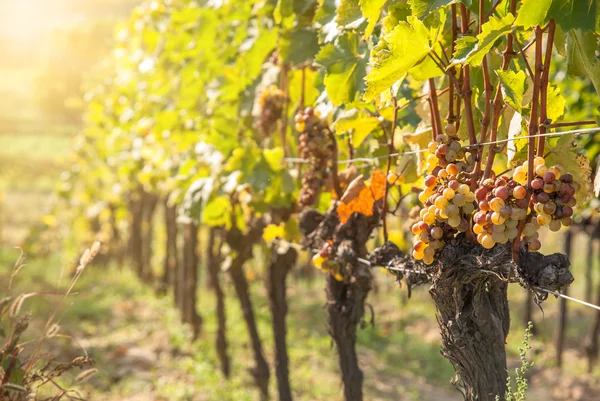 Nemes rothadás, a szőlő, botrytises borszőlő — Stock Fotó