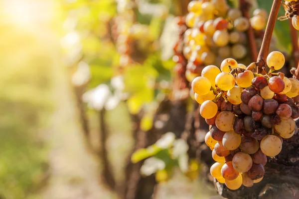Noble rot of a wine grape, botrytised grapes — Stock Photo, Image