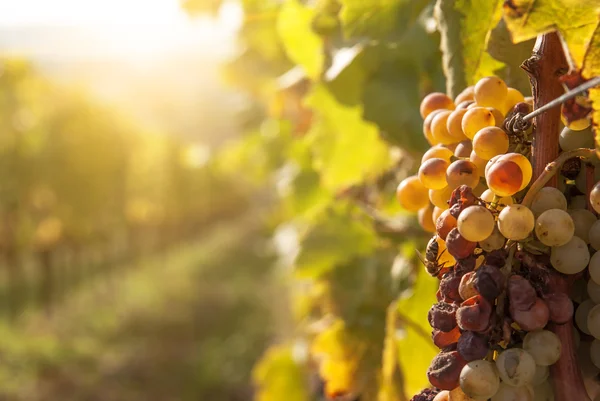 Podridão nobre de uma uva de vinho, uvas botrytised — Fotografia de Stock