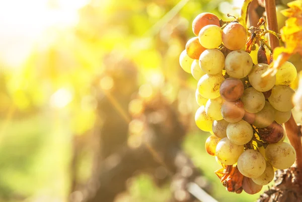 Nemes rothadás, a szőlő, botrytises borszőlő — Stock Fotó