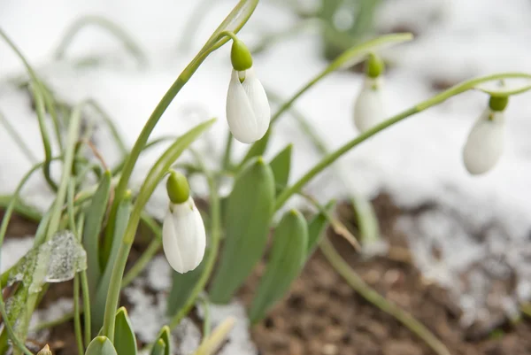 Подснежник весенний цветок со снегом — стоковое фото