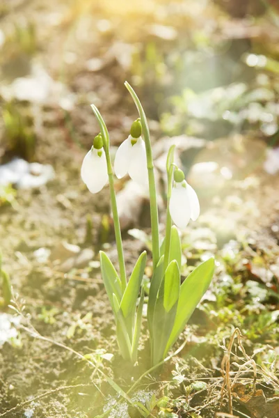 Snowdrop vårblomma med snö — Stockfoto